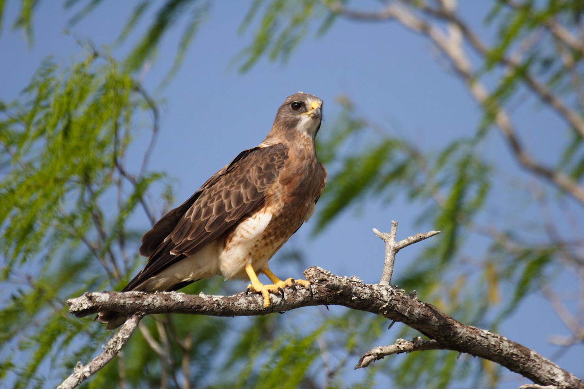 Swainson's Hawk - ML549496351