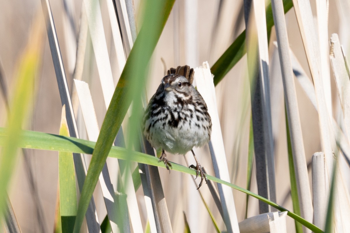 Song Sparrow - Loni Ye