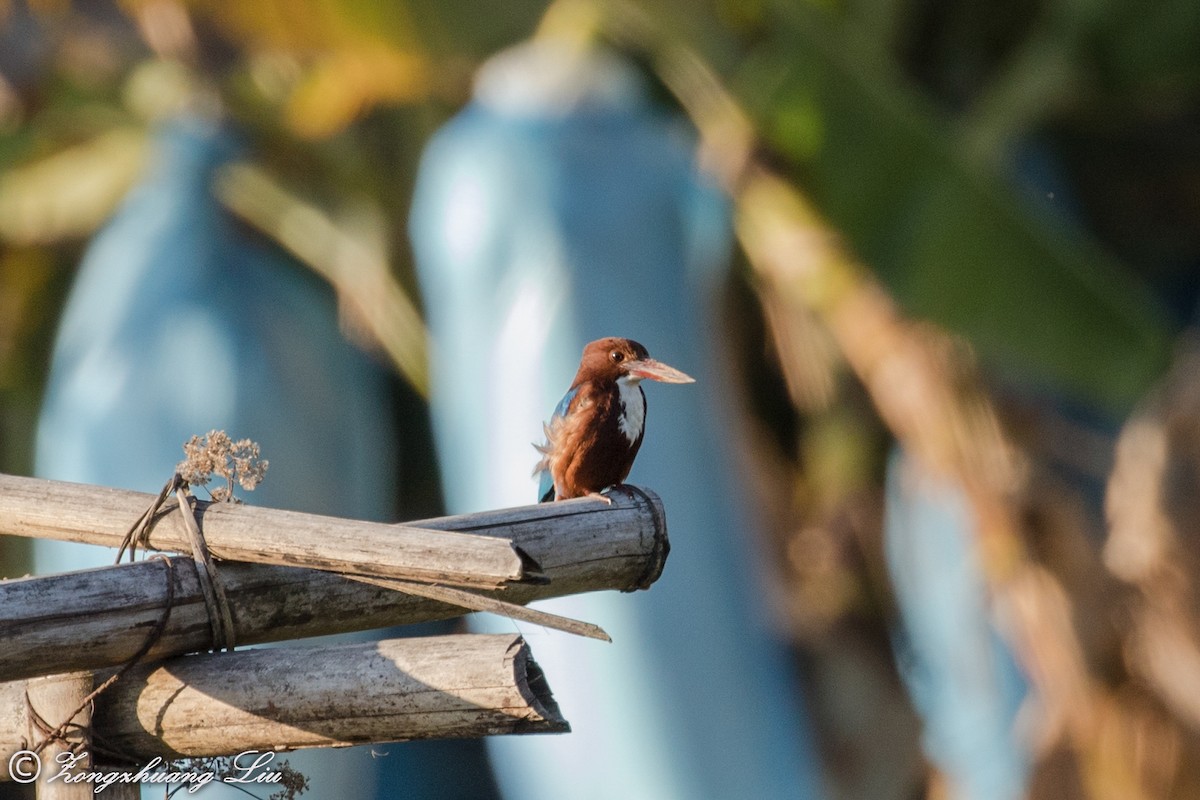 White-throated Kingfisher - ML549496971