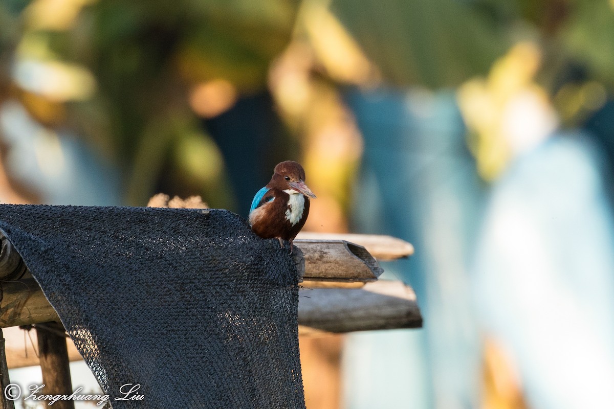 White-throated Kingfisher - ML549496981