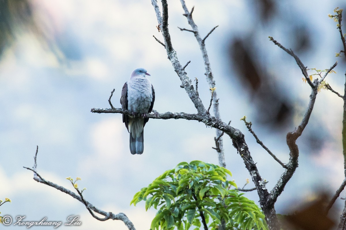 Mountain Imperial-Pigeon - Zongzhuang Liu