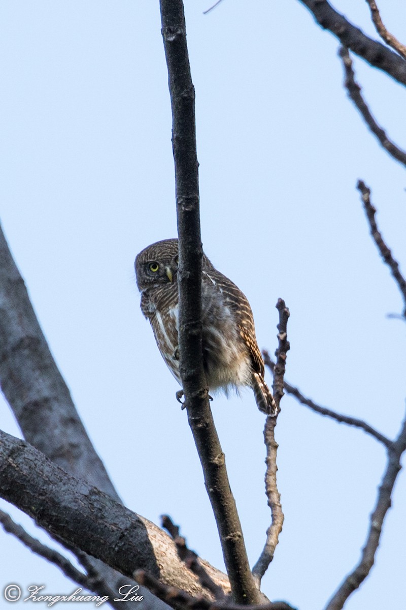 Asian Barred Owlet - ML549497321