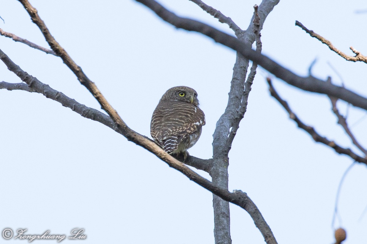 Asian Barred Owlet - ML549497331