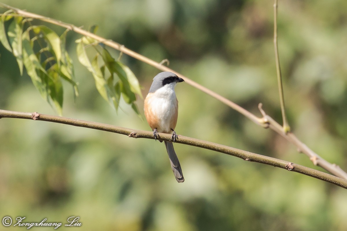 Gray-backed Shrike - ML549497621