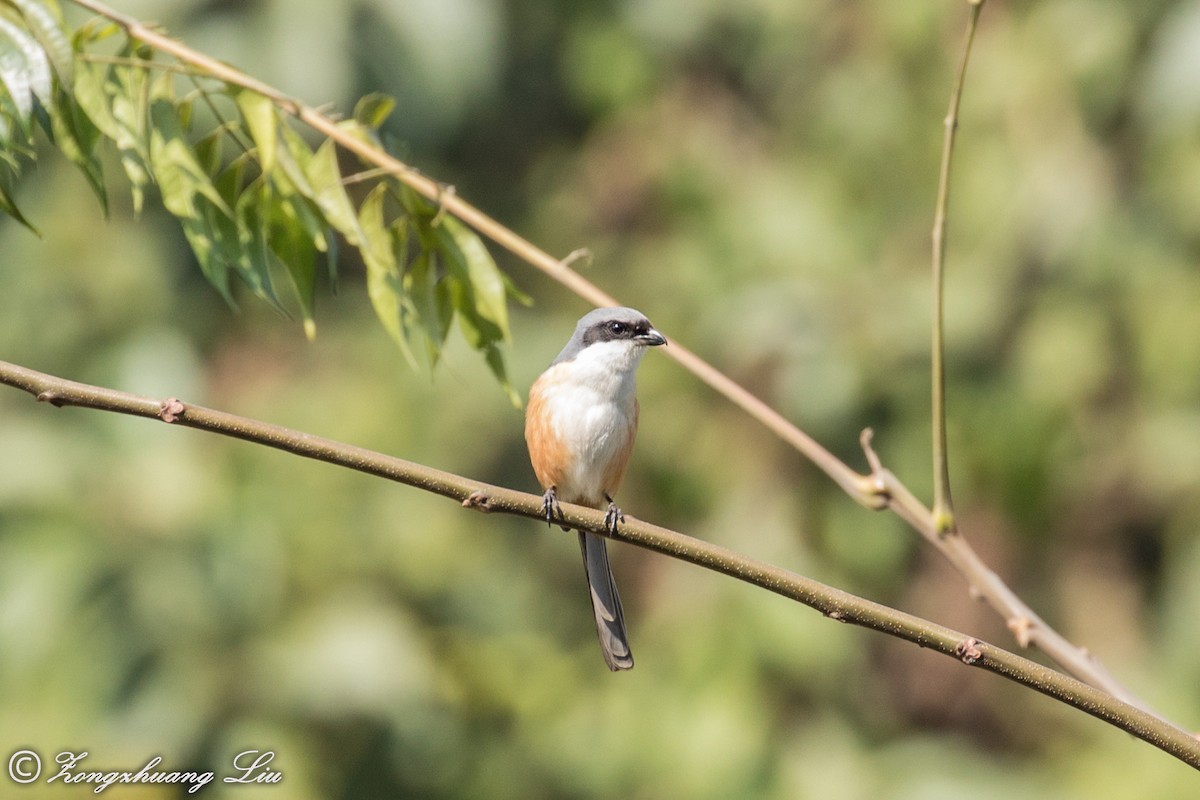 Gray-backed Shrike - ML549497631