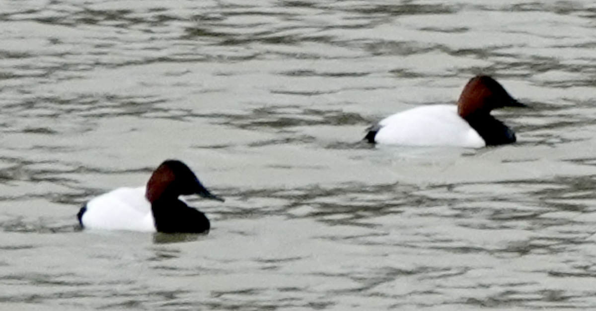 Canvasback - ML549497751