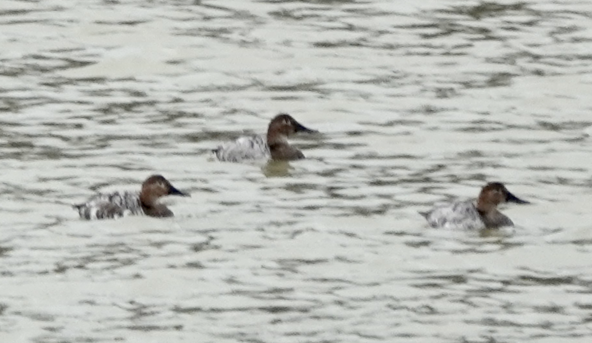 Canvasback - ML549497811