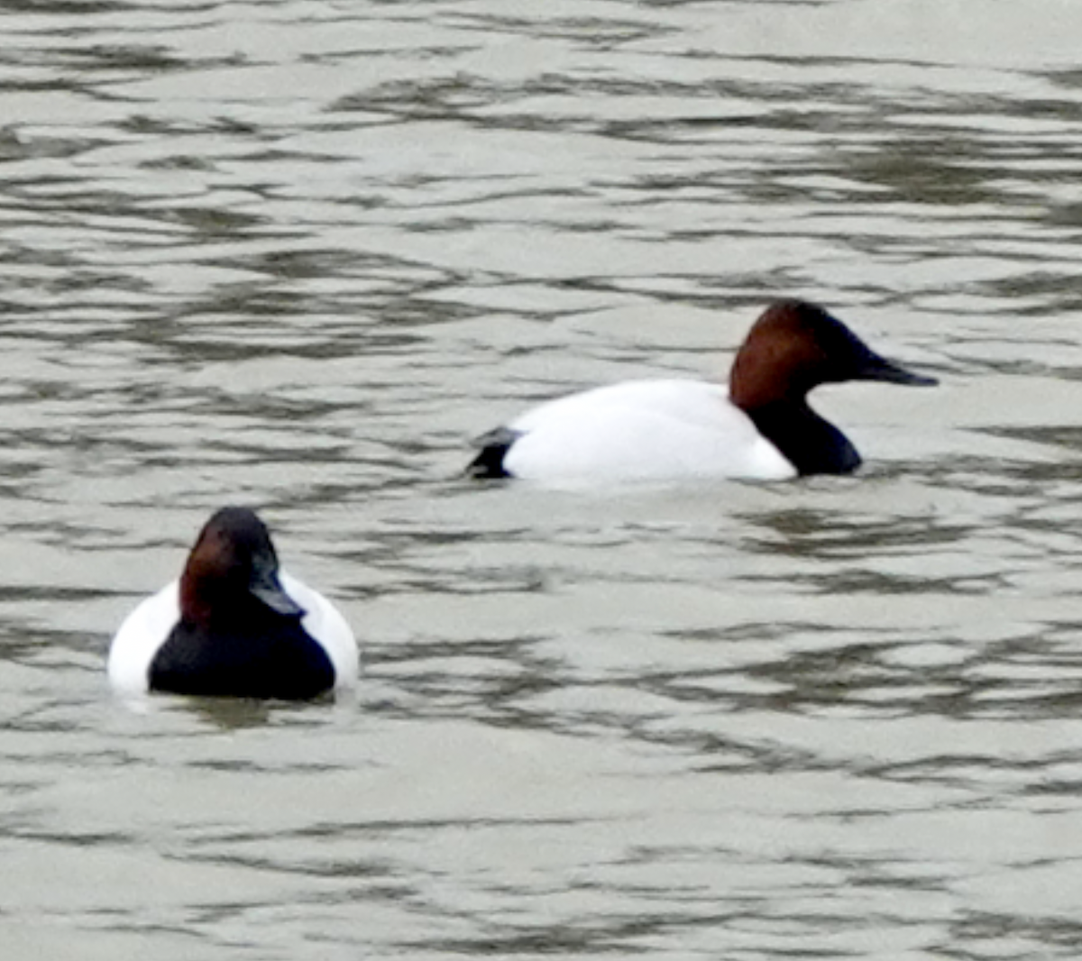 Canvasback - ML549497841
