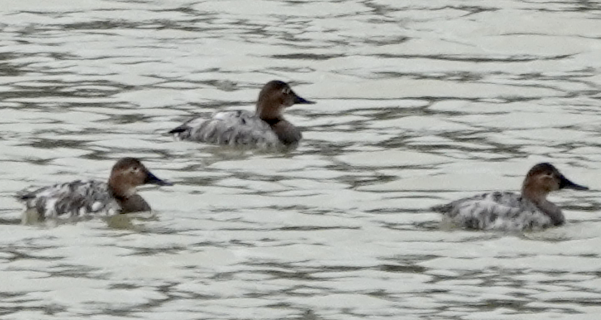 Canvasback - ML549498011