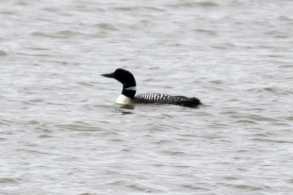 Common Loon - LEN OToole