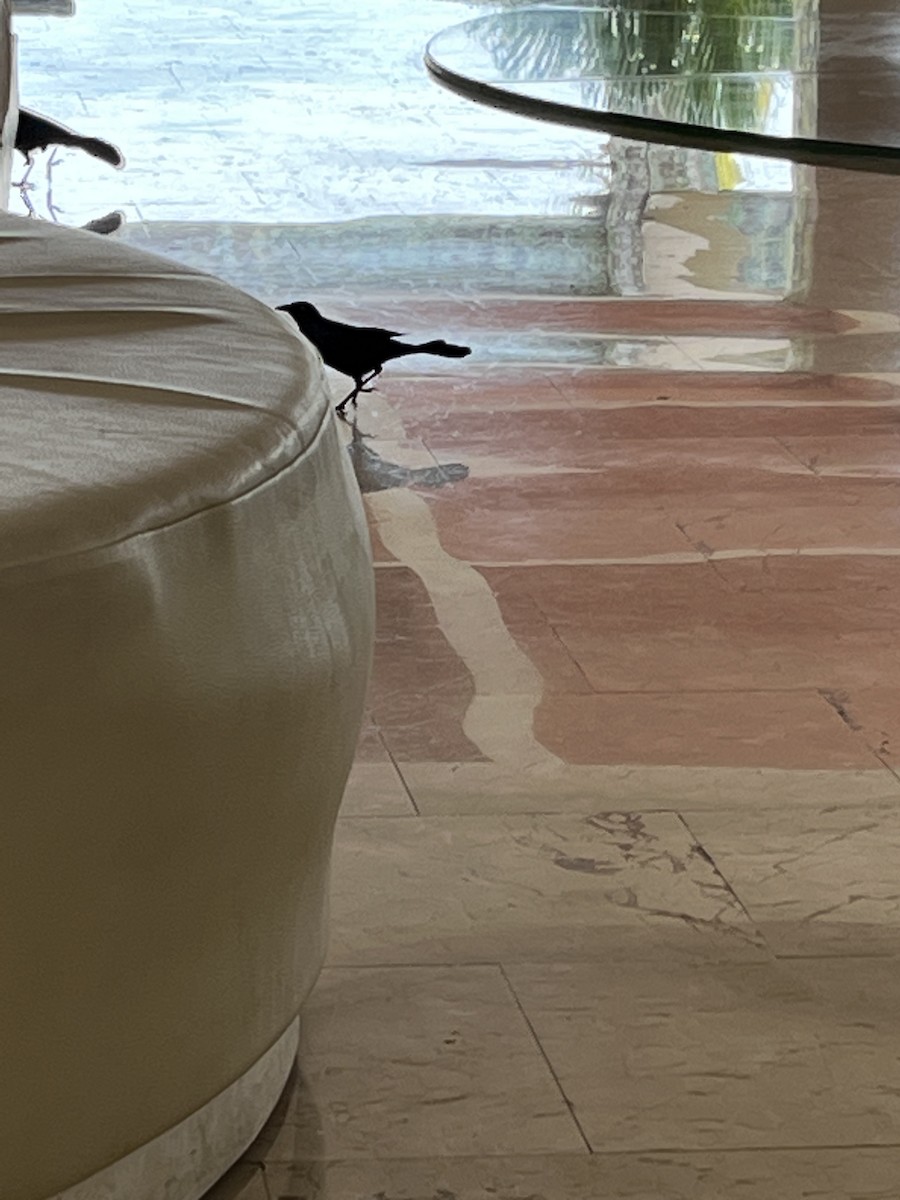 Greater Antillean Grackle - ML549498601