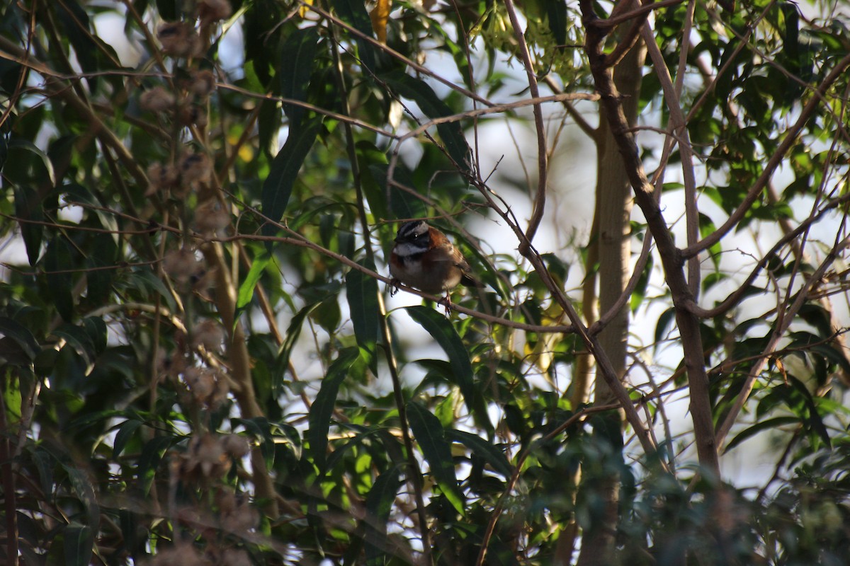 Rufous-collared Sparrow - Camila Olguin Riquelme