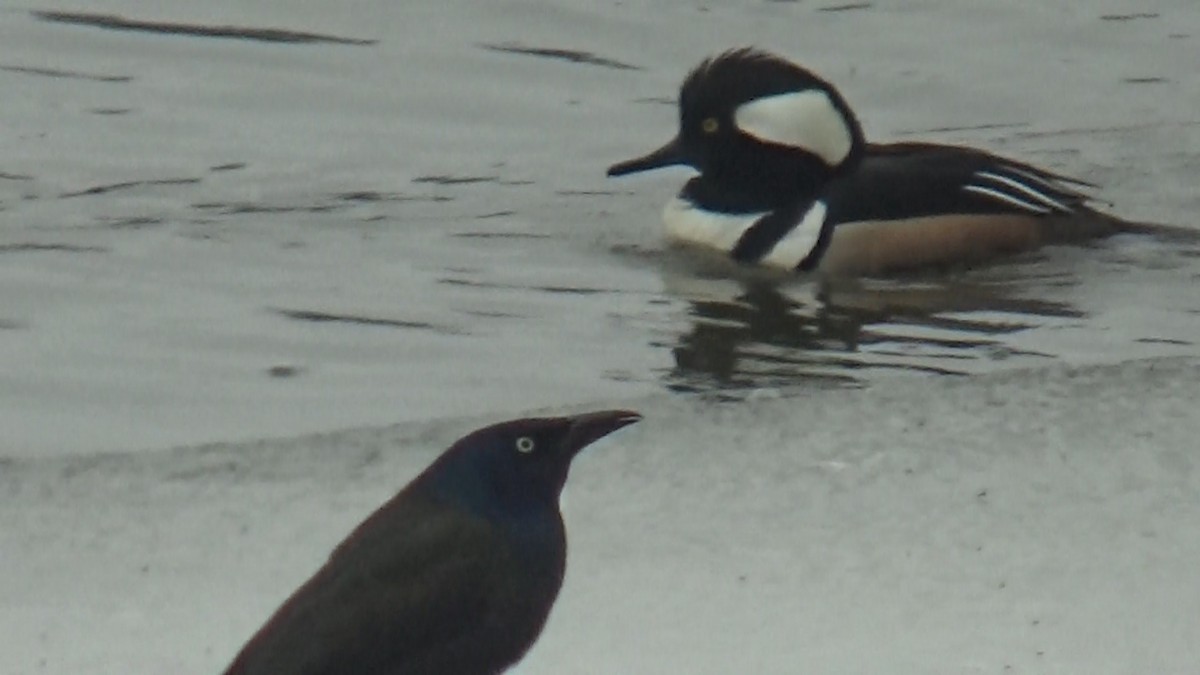 Common Grackle (Bronzed) - ML549502241