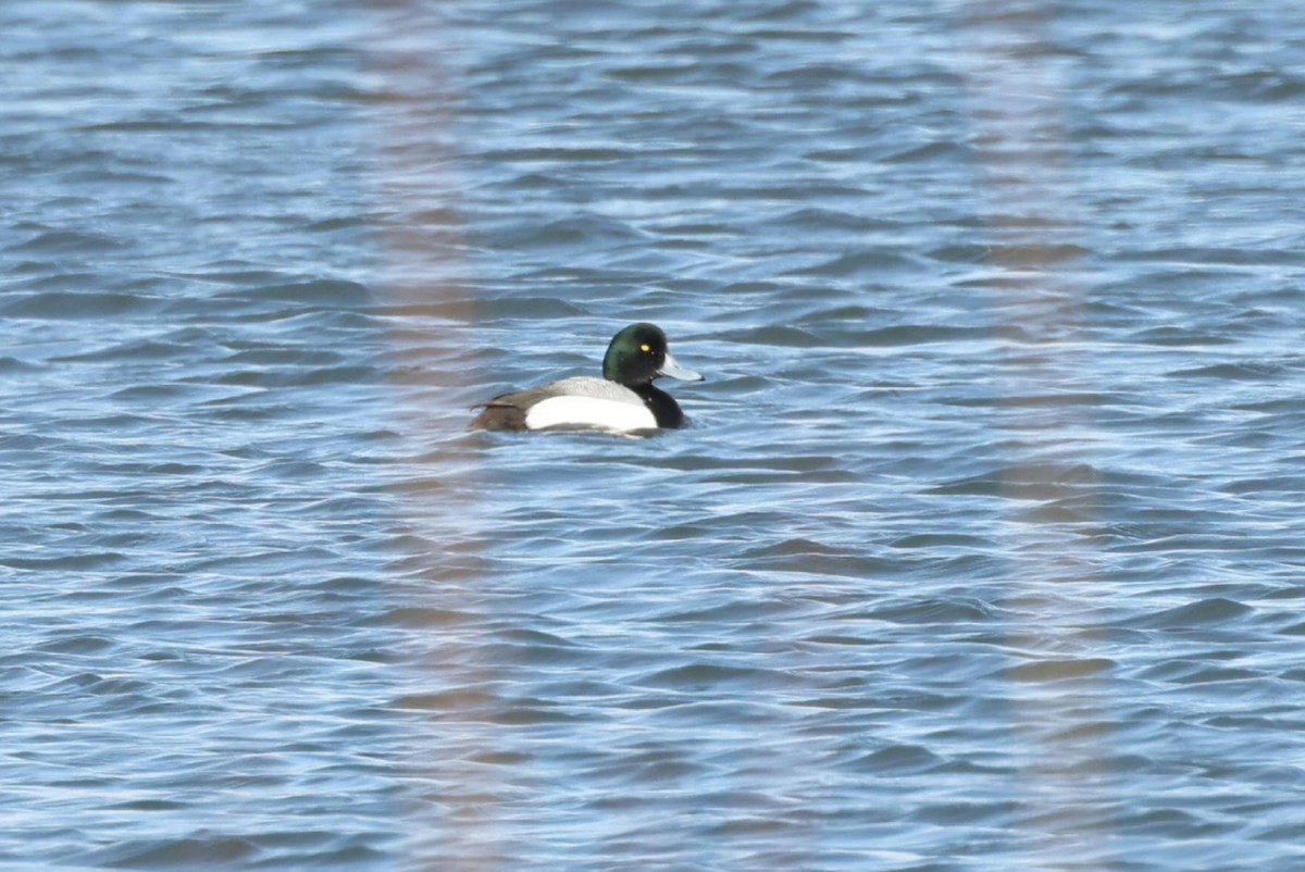 Greater Scaup - ML549503211