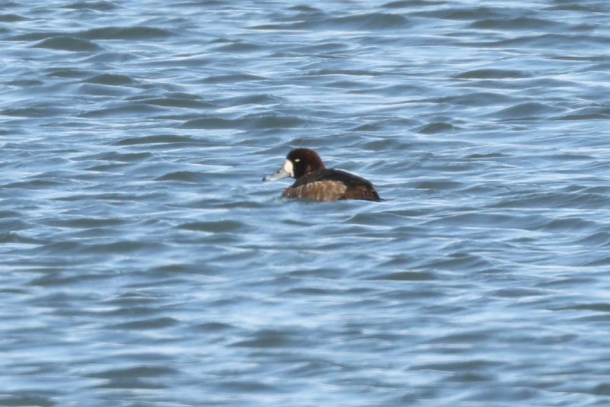 Greater Scaup - ML549503241