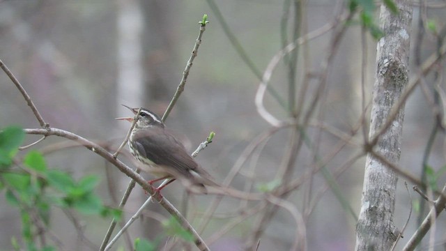 Louisiana Waterthrush - ML549503461