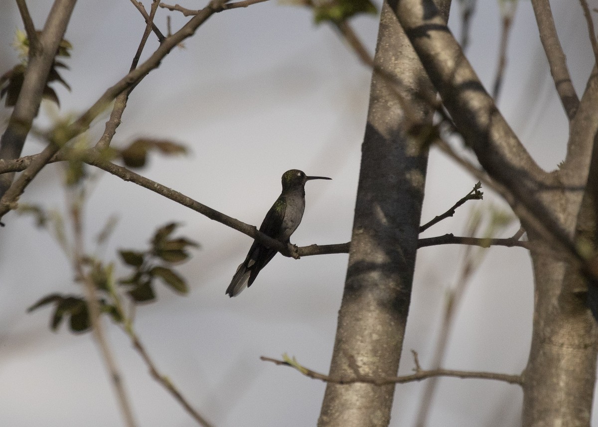 Outcrop Sabrewing - Silvia Faustino Linhares