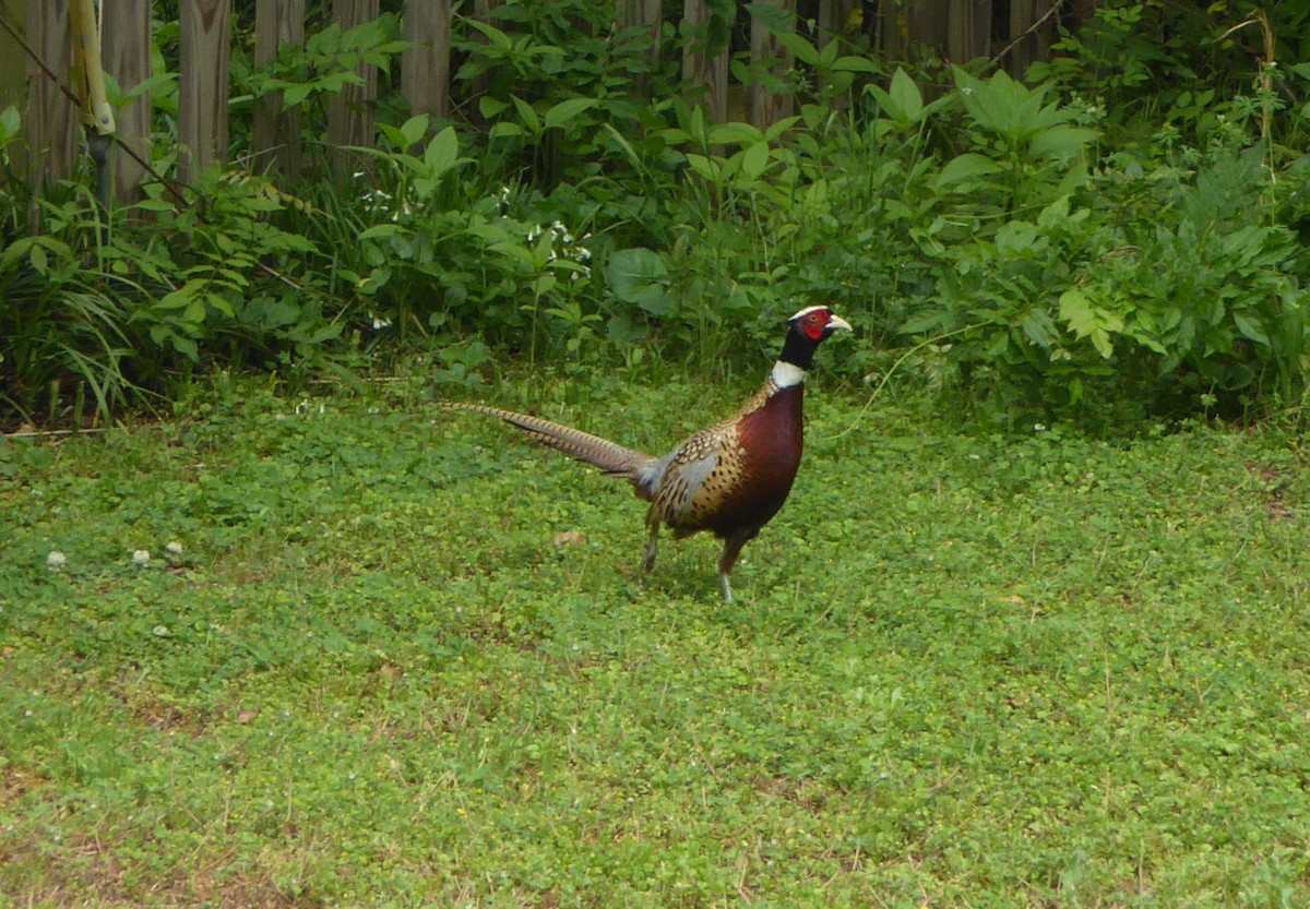 Ring-necked Pheasant - ML54950391