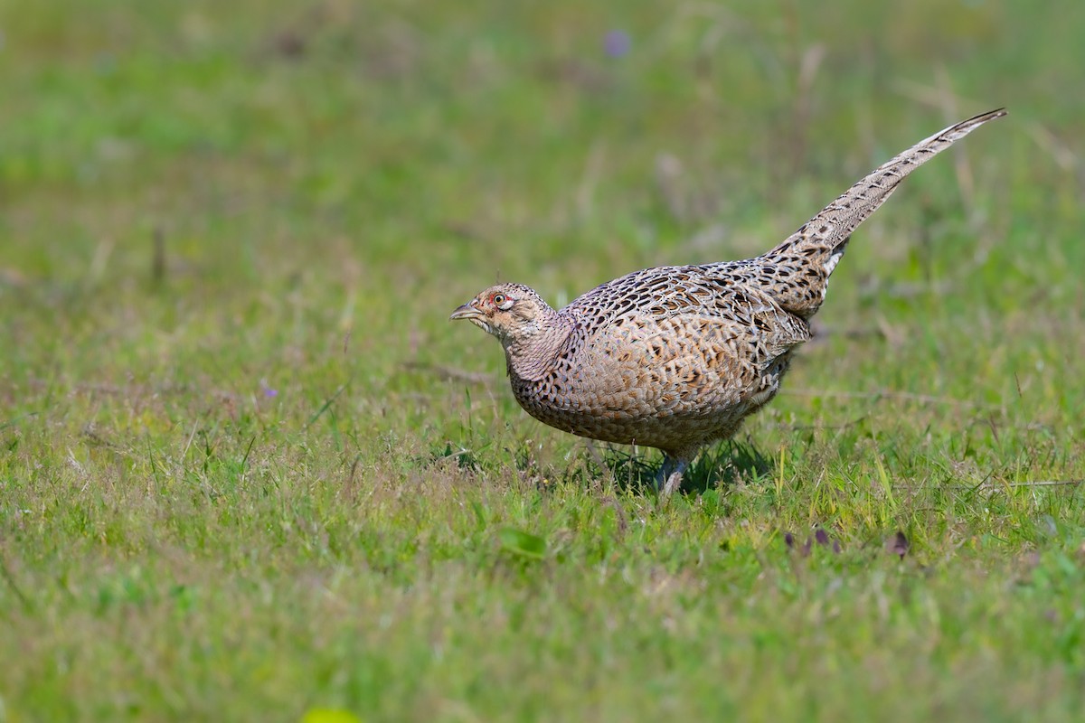 Ring-necked Pheasant - ML549504821