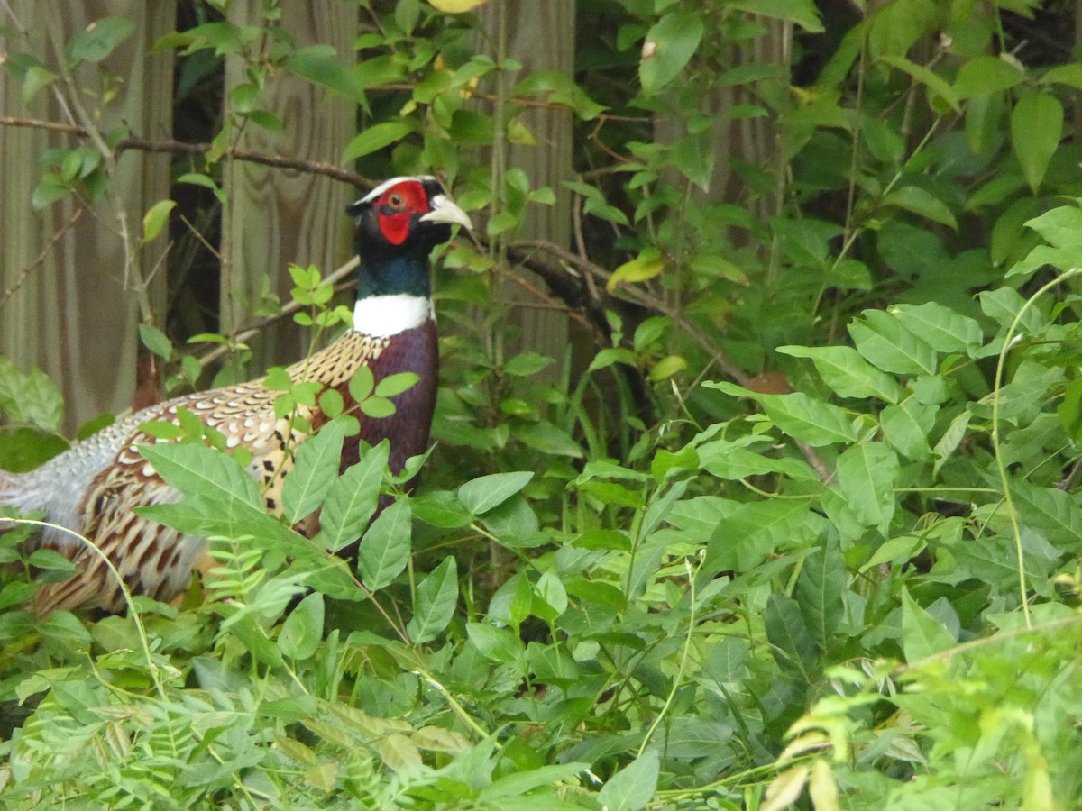 Ring-necked Pheasant - ML54950521