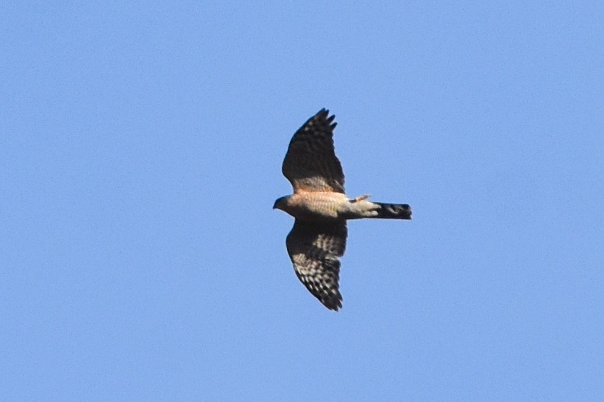 Eurasian Sparrowhawk - ML549506061