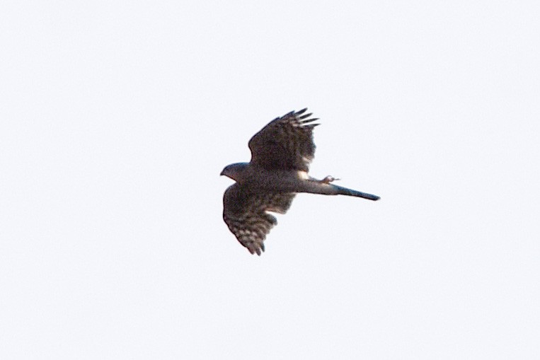 Eurasian Sparrowhawk - ML549506081