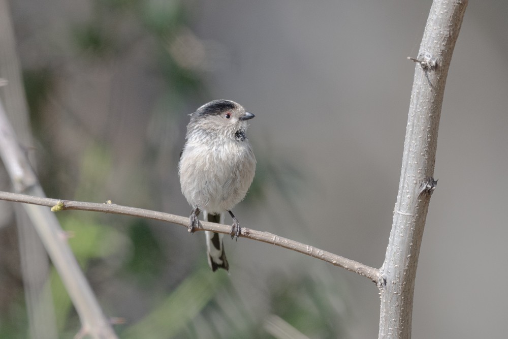 Long-tailed Tit - ML549506811