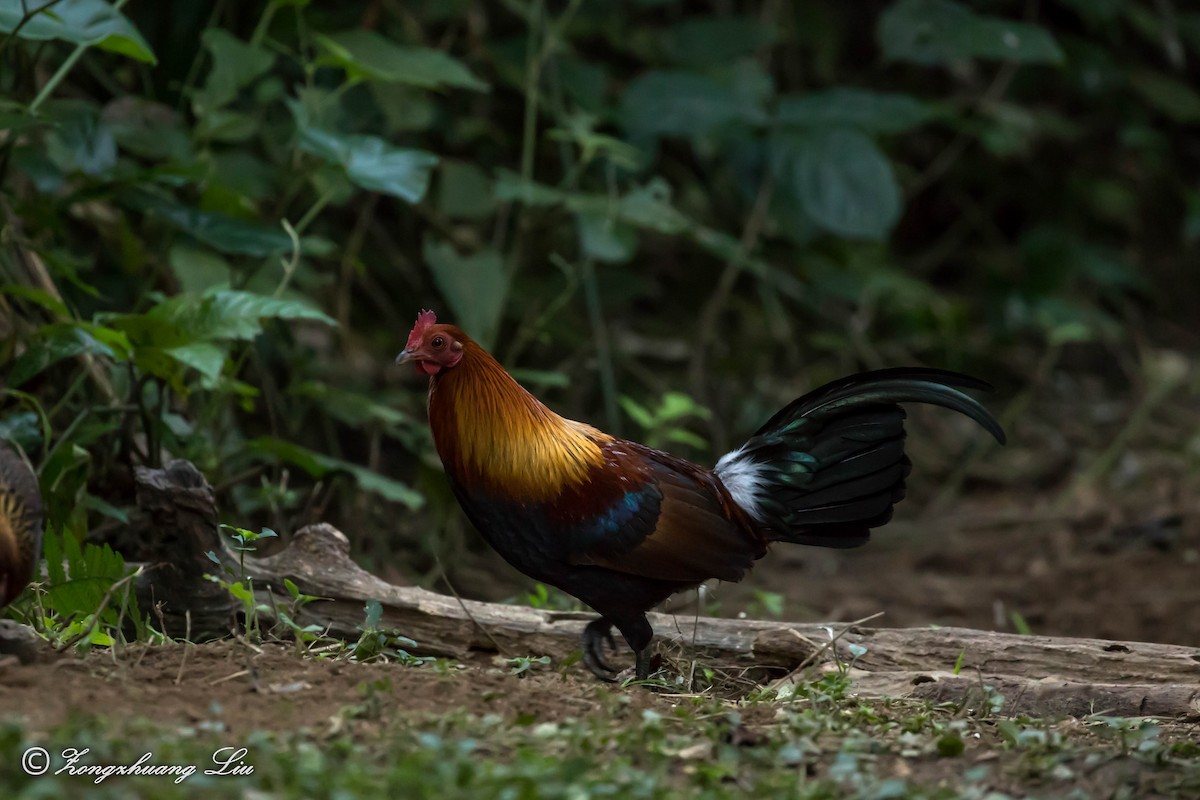 Red Junglefowl - ML549506831