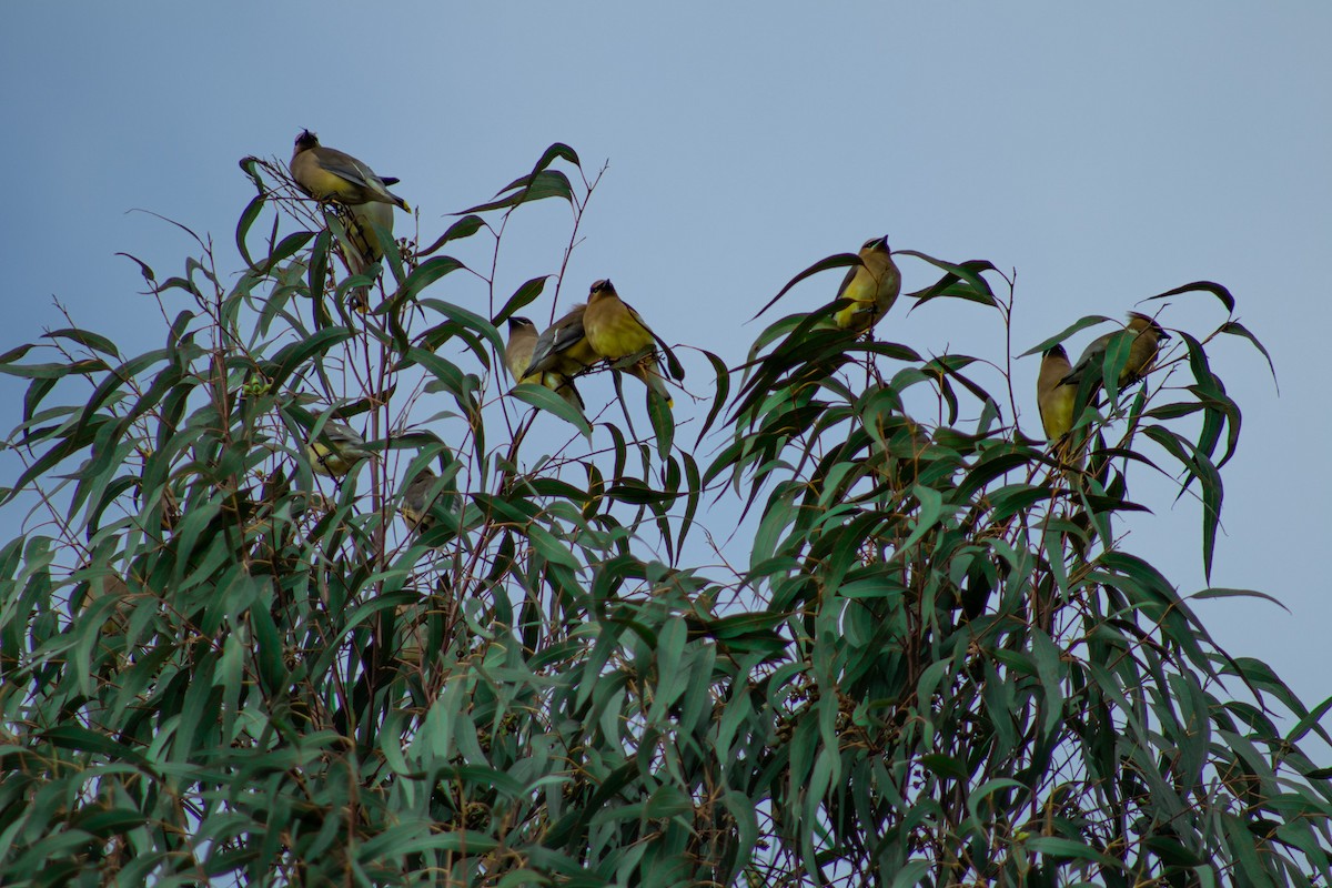 Cedar Waxwing - ML549507041