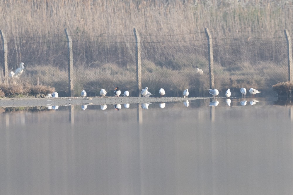 蠣鴴 - ML549507111