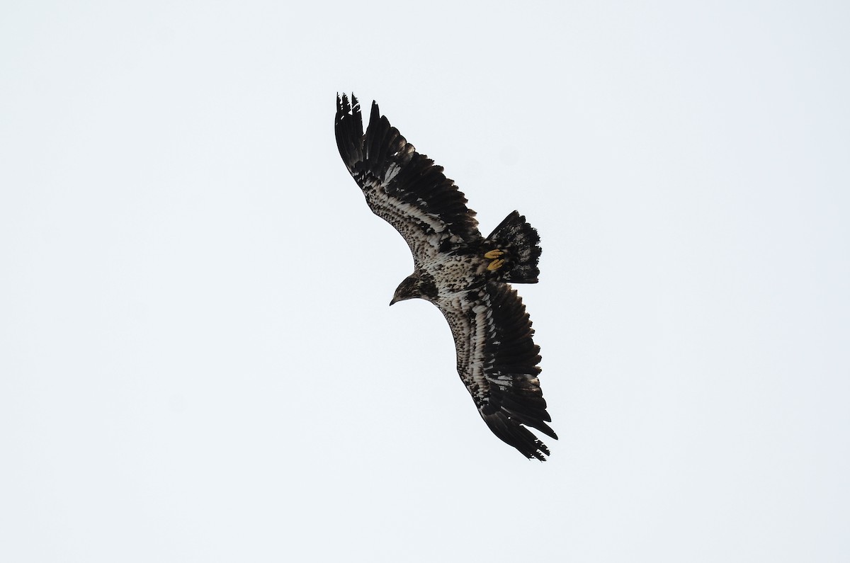 Bald Eagle - ML549508101