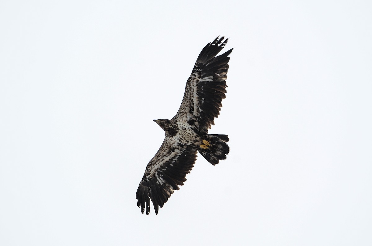 Bald Eagle - ML549508111