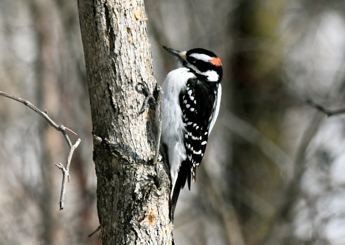 Hairy Woodpecker - jean pierre machet