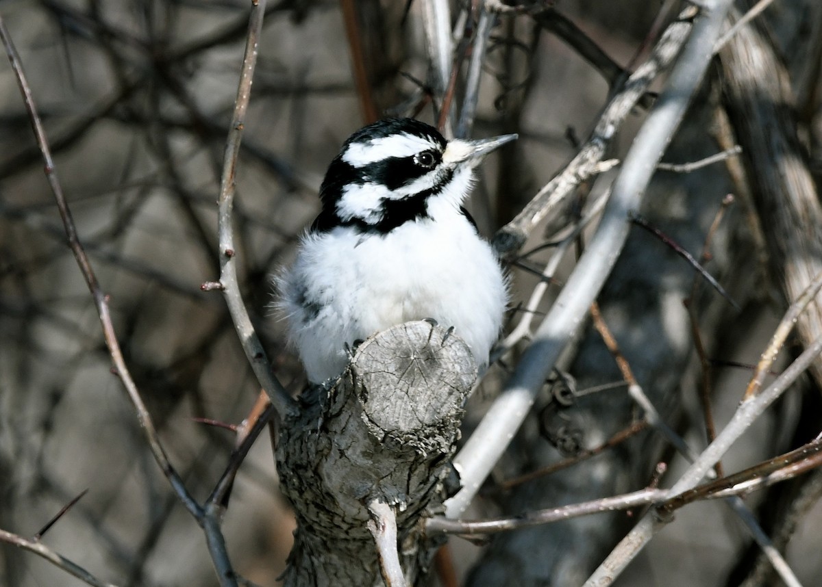 Hairy Woodpecker - ML549509611