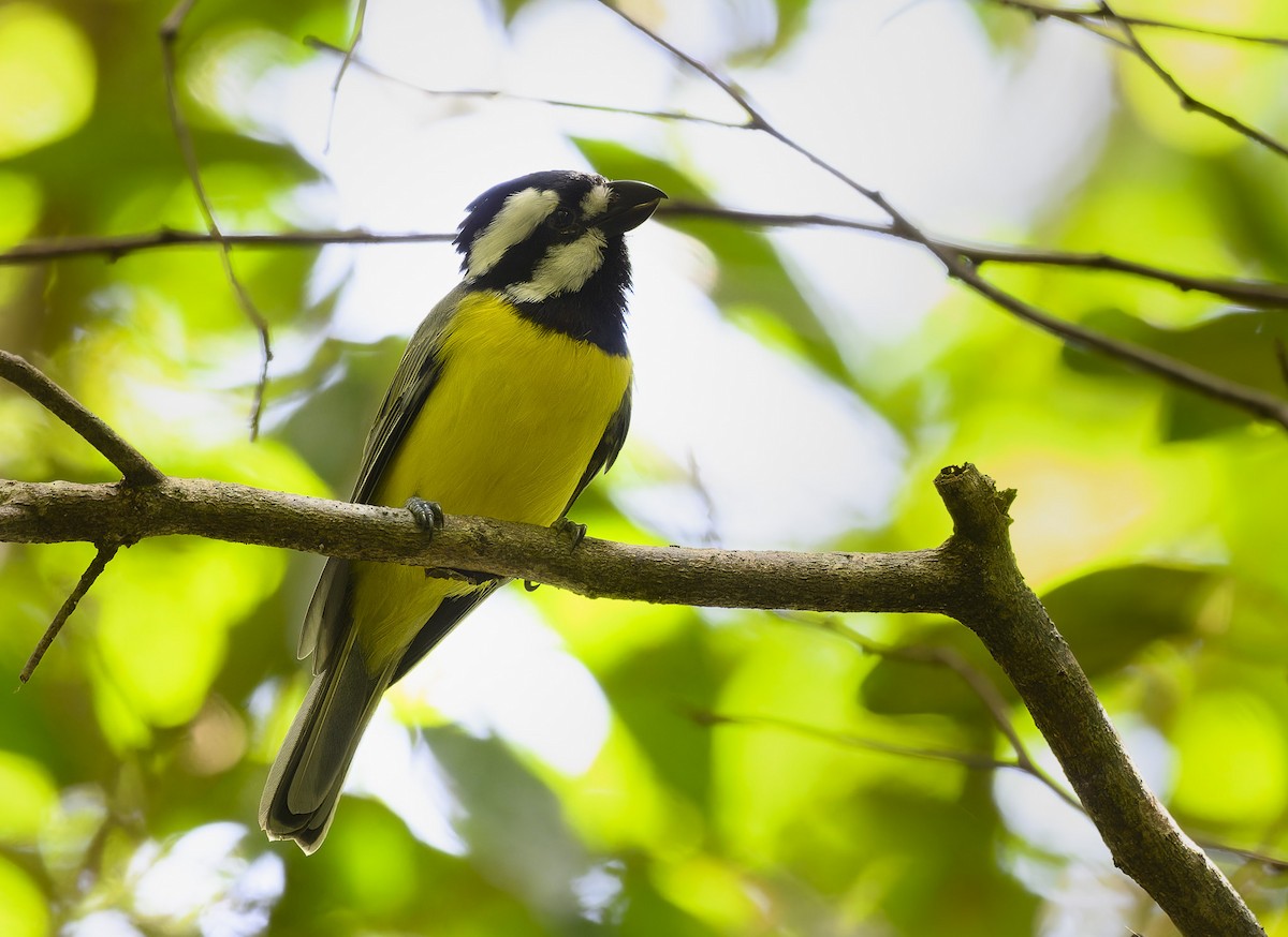 Eastern Shrike-tit - ML549510411