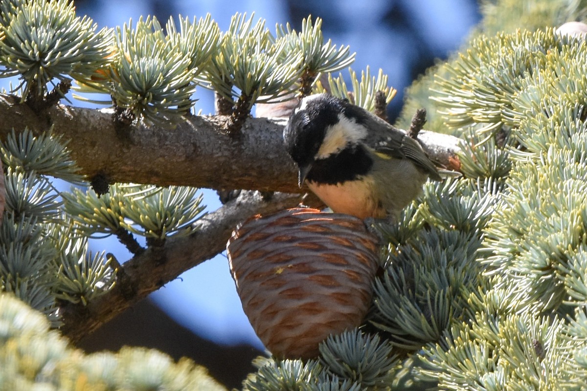 Coal Tit (Atlas) - Ted Kavanagh