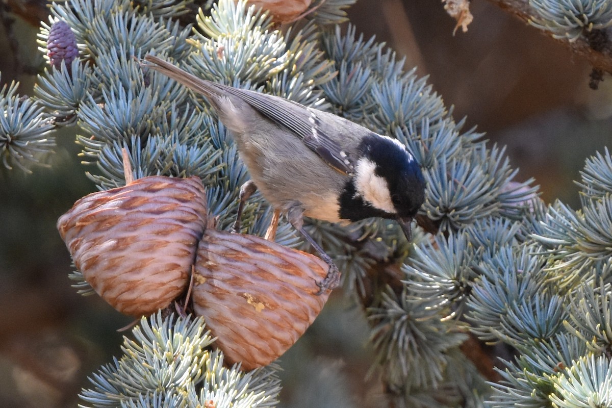 Mésange noire (ledouci/atlas) - ML549510651