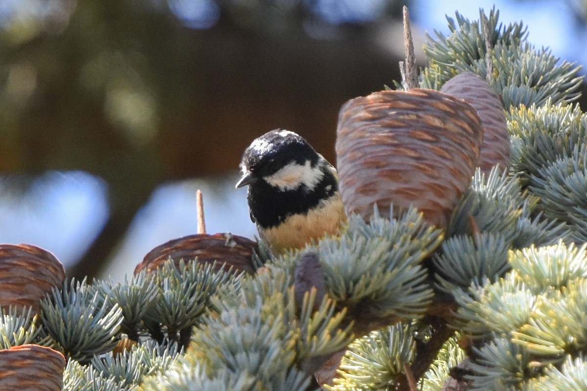 Coal Tit (Atlas) - ML549510661