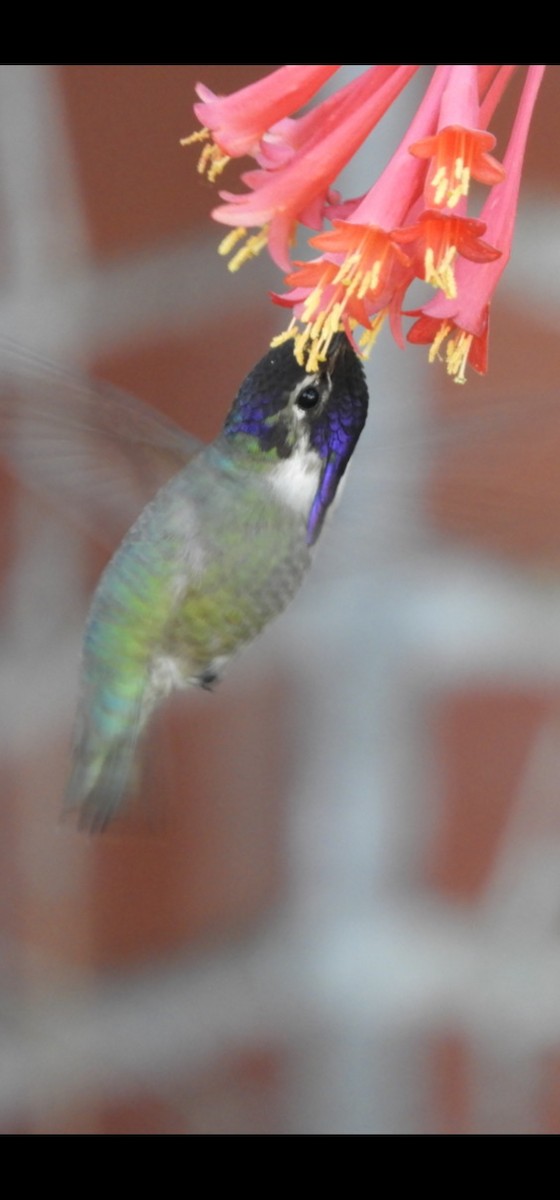 Costa's Hummingbird - ML549511671