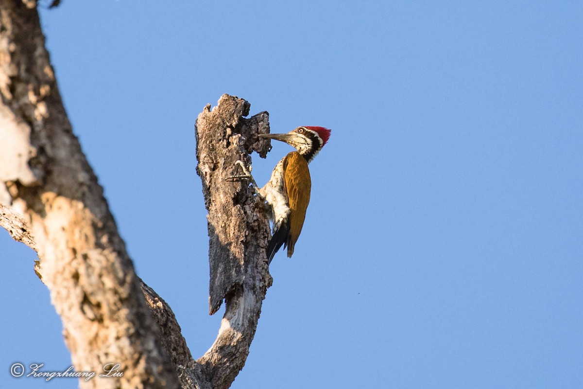 Greater Flameback - ML549512251