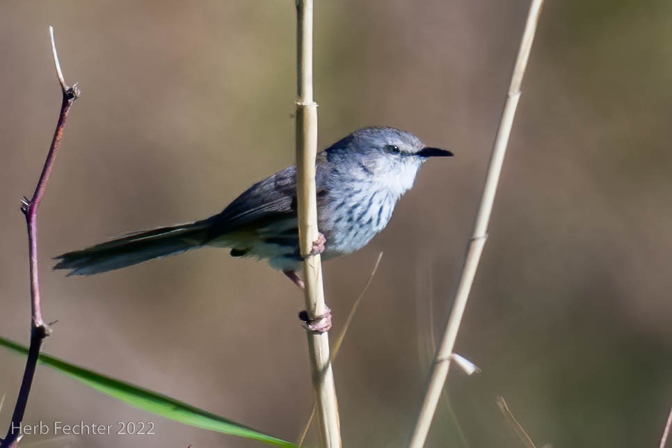 Namaqua Warbler - Herbert Fechter