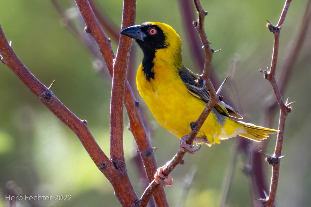 Southern Masked-Weaver - ML549513521