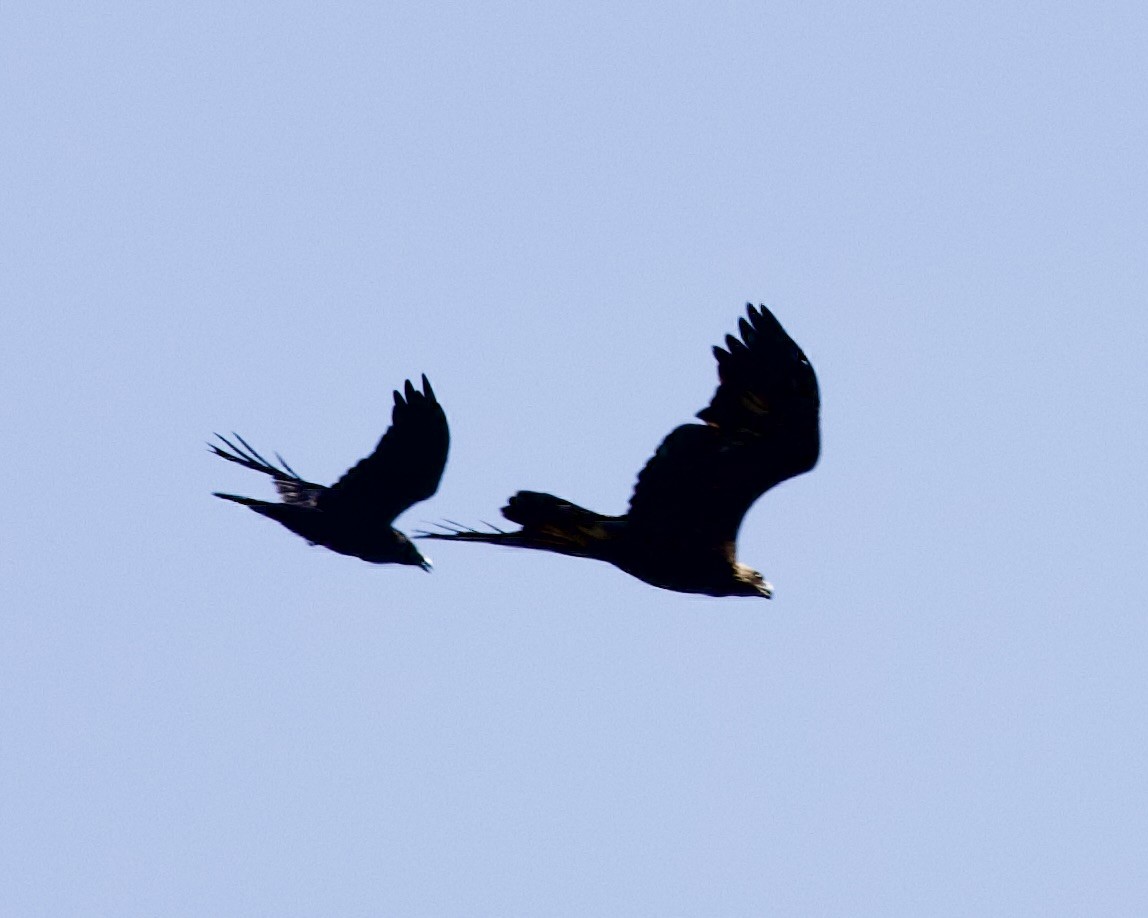 Golden Eagle - ML549514911