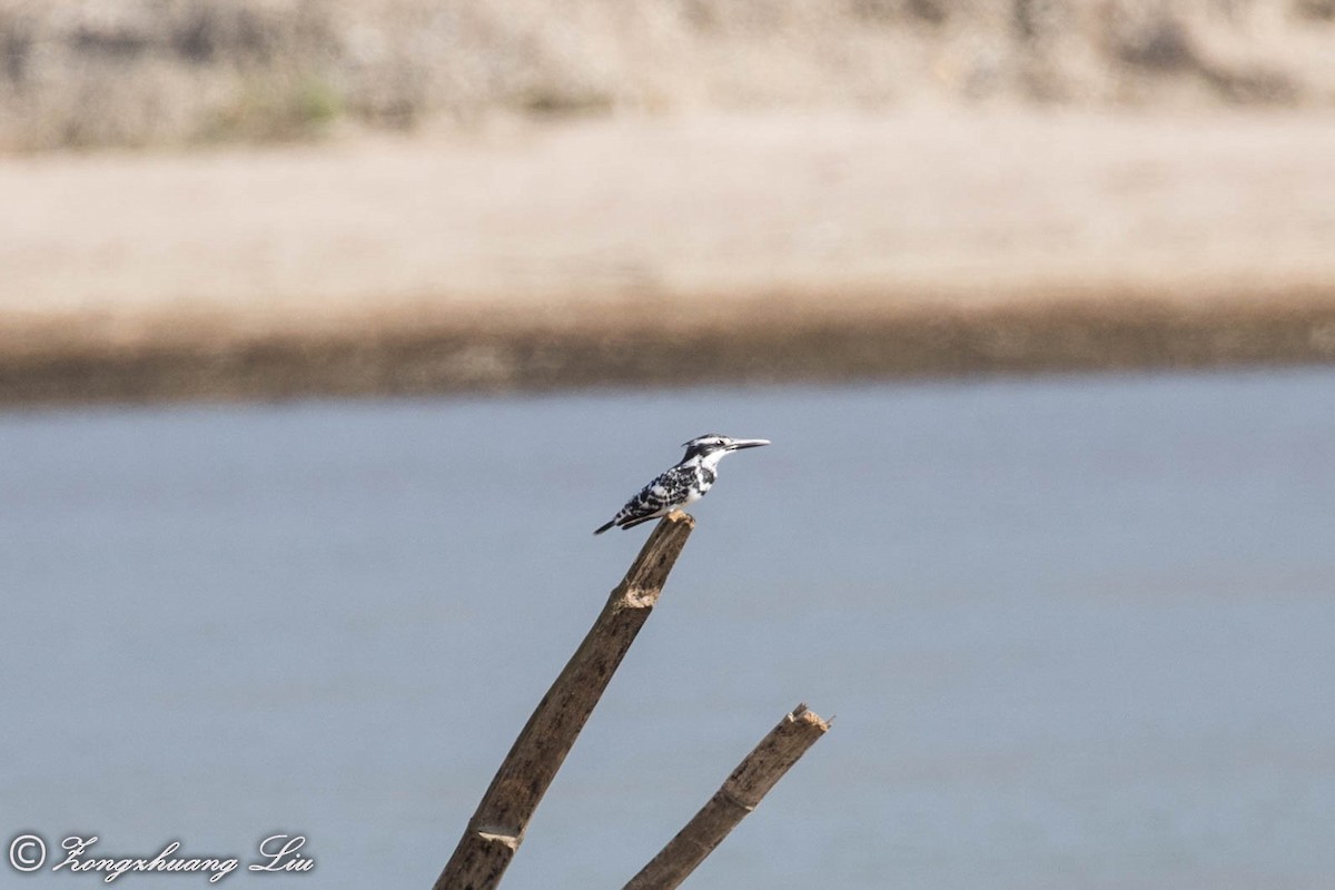 Pied Kingfisher - ML549515171