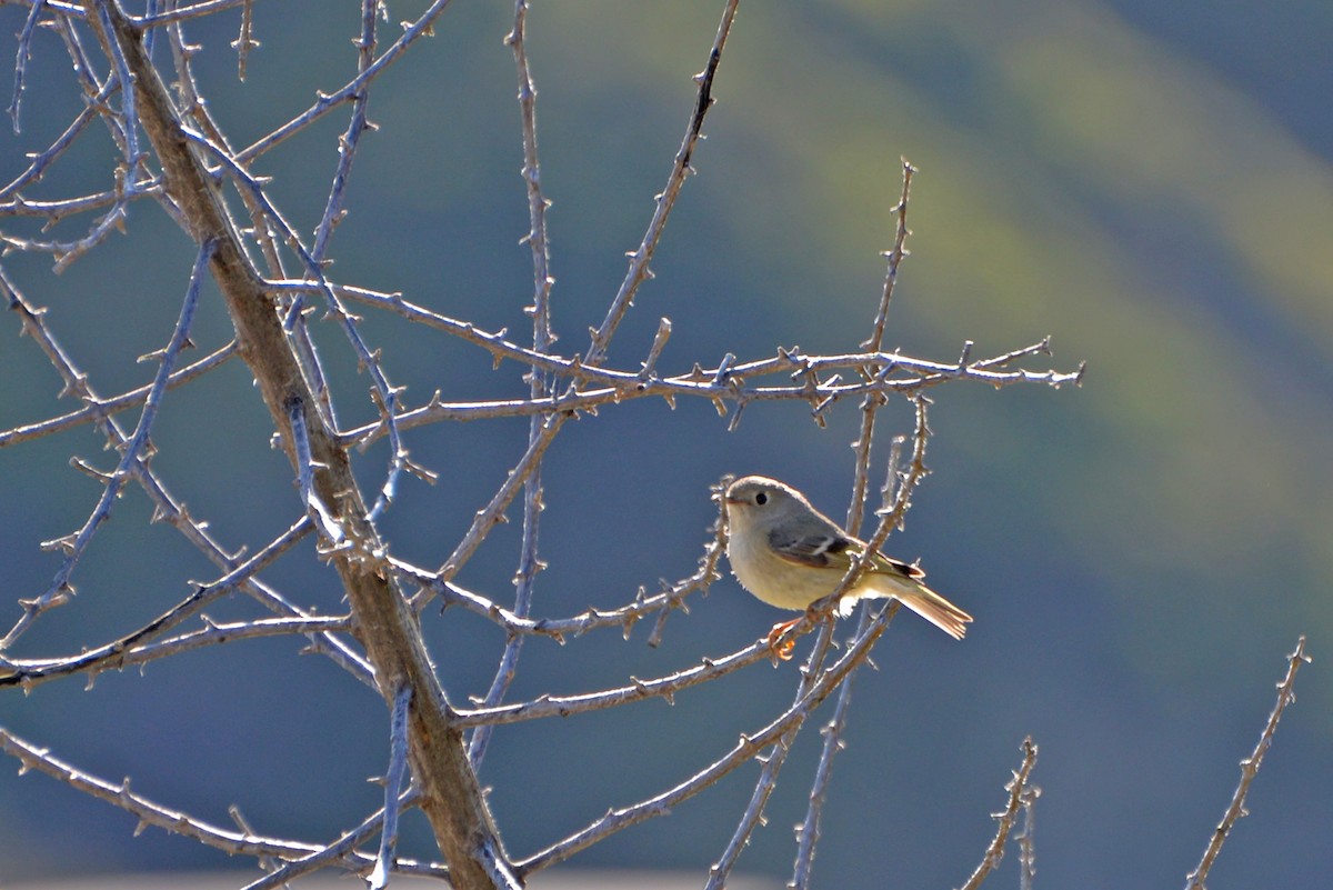 Ruby-crowned Kinglet - ML549515671