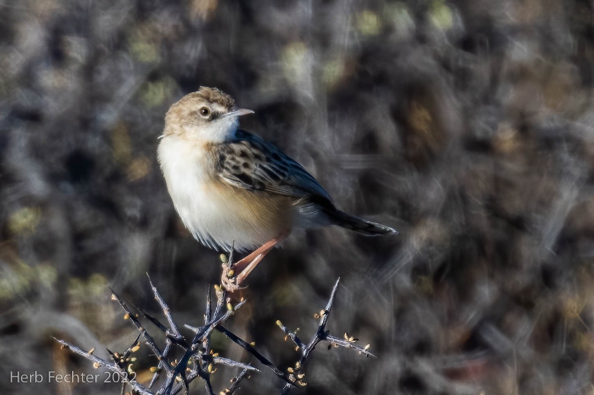 Desert Cisticola - ML549516631