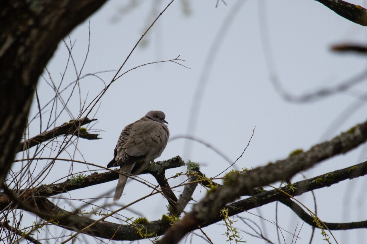 Eurasian Collared-Dove - ML549518011