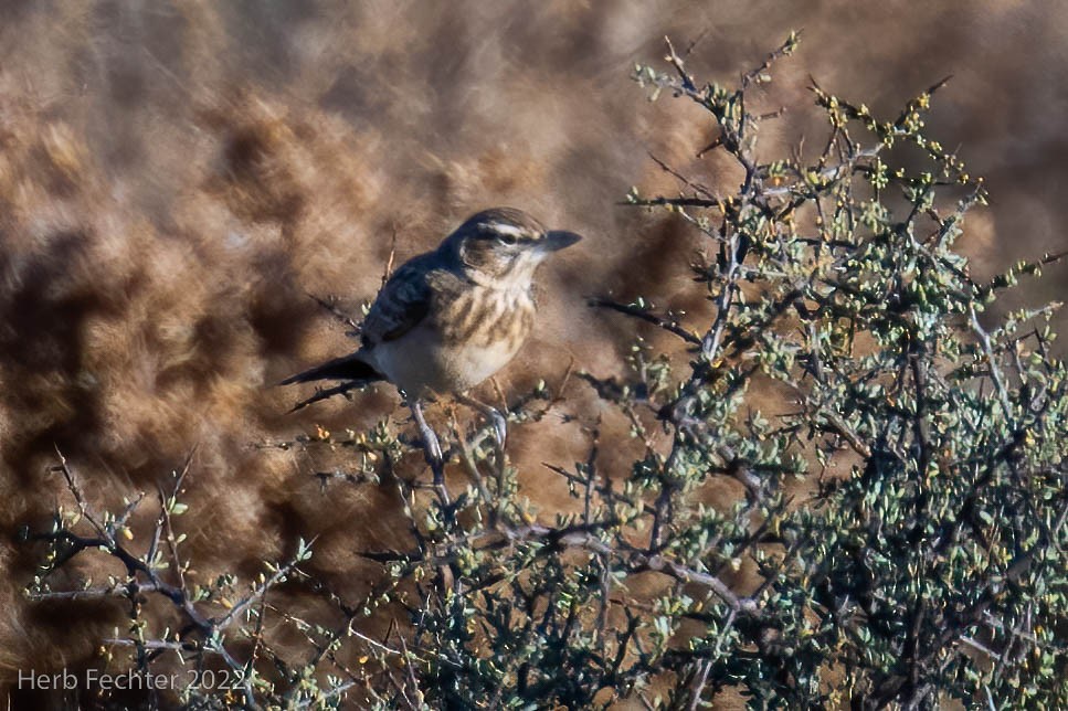 Red Lark - ML549518221