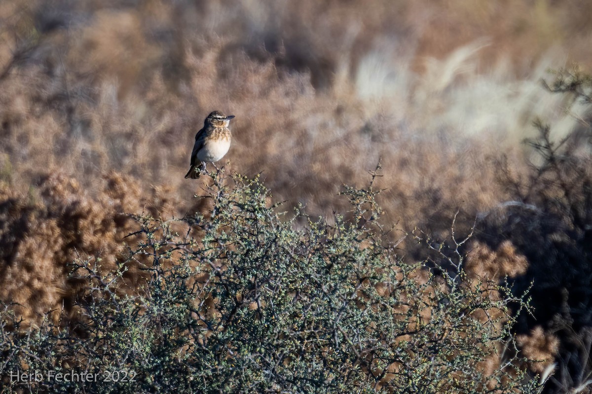 Red Lark - ML549518421