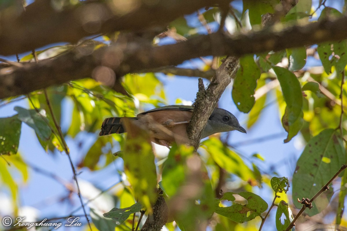Black-headed Shrike-Babbler - ML549518971